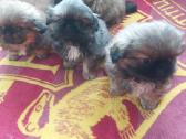 Parduodami pekinukai - nuotraukos Nr. 4