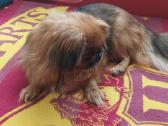 Parduodami pekinukai - nuotraukos Nr. 8