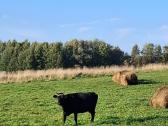 Parduodamos karvės - nuotraukos Nr. 3