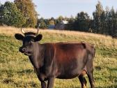 Parduodamos karvės - nuotraukos Nr. 7