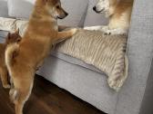 Shiba - nuotraukos Nr. 3
