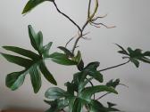Philodendron pedatum - nuotraukos Nr. 2