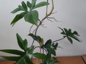 Philodendron pedatum - nuotraukos Nr. 3