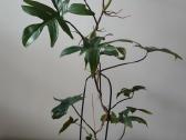 Philodendron pedatum - nuotraukos Nr. 4