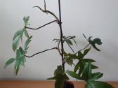 Philodendron pedatum - nuotraukos Nr. 5