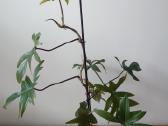 Philodendron pedatum - nuotraukos Nr. 6