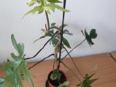 Philodendron pedatum - nuotraukos Nr. 7
