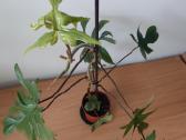 Philodendron pedatum - nuotraukos Nr. 8