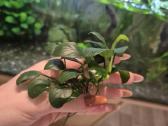 Anubias nana - nuotraukos Nr. 2