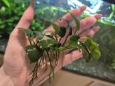 Anubias nana - nuotraukos Nr. 3