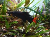 Akvariumo žuvis - nuotraukos Nr. 3