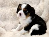 Kvalera Kinga Čarlza Spaniel - nuotraukos Nr. 2