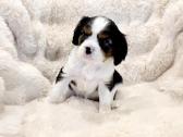 Kvalera Kinga Čarlza Spaniel - nuotraukos Nr. 3