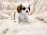 Kvalera Kinga Čarlza Spaniel - nuotraukos Nr. 4