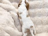 Kvalera Kinga Čarlza Spaniel - nuotraukos Nr. 5