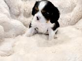 Kvalera Kinga Čarlza Spaniel - nuotraukos Nr. 6