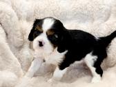Kvalera Kinga Čarlza Spaniel - nuotraukos Nr. 7