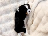 Kvalera Kinga Čarlza Spaniel - nuotraukos Nr. 8