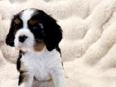 Kvalera Kinga Čarlza Spaniel - nuotraukos Nr. 9