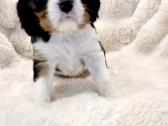 Kvalera Kinga Čarlza Spaniel - nuotraukos Nr. 10