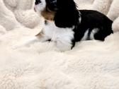 Kvalera Kinga Čarlza Spaniel - nuotraukos Nr. 11