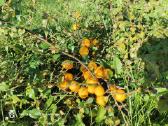 Parduodami svarainiai - nuotraukos Nr. 2
