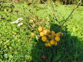 Parduodami svarainiai - nuotraukos Nr. 3
