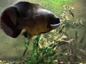 Astronautai (Astronotus ocellatus - nuotraukos Nr. 2