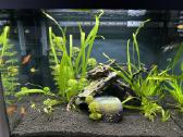 Akvariumas Oase 85 - nuotraukos Nr. 2