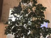 Kambarinis medis Ficus Benjamina - nuotraukos Nr. 2
