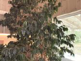 Kambarinis medis Ficus Benjamina - nuotraukos Nr. 3