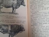 Galvijininkystė - nuotraukos Nr. 5
