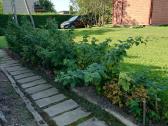 Parduodamas Sodo Sklypas Su Nameliu - nuotraukos Nr. 7