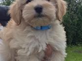 Maltipoo berniukas Marlo - nuotraukos Nr. 2