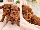 Maltipoo Berniukai - nuotraukos Nr. 2