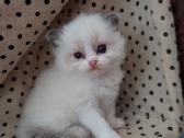 Kilmingi Ragdoll veislės kačiukai - nuotraukos Nr. 6