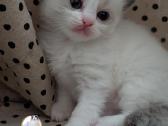 Kilmingi Ragdoll veislės kačiukai - nuotraukos Nr. 7