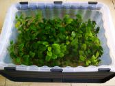 Akvariumo augalas „anubias“ - nuotraukos Nr. 2