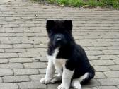 Amerikiečių Akita šuniukai - nuotraukos Nr. 3