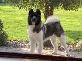 Amerikiečių Akita šuniukai - nuotraukos Nr. 4