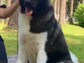 Amerikiečių Akita šuniukai - nuotraukos Nr. 6