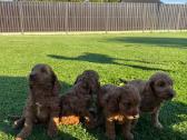 Cockapoo keturi berniukai - nuotraukos Nr. 8
