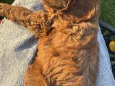 Cockapoo keturi berniukai - nuotraukos Nr. 9