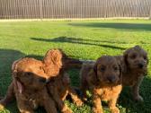 Cockapoo keturi berniukai - nuotraukos Nr. 10