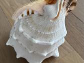 Cassis Cornuta Horned Helmet 29 cm jūrinė kriauklė - nuotraukos Nr. 2