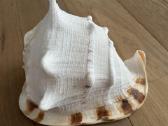 Cassis Cornuta Horned Helmet 29 cm jūrinė kriauklė - nuotraukos Nr. 4