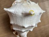 Cassis Cornuta Horned Helmet 29 cm jūrinė kriauklė - nuotraukos Nr. 6