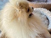 Vokiėčiu nykštuknis išpicas pomeranian - nuotraukos Nr. 3