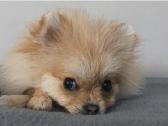 Vokiėčiu nykštuknis išpicas pomeranian - nuotraukos Nr. 4