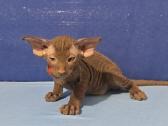 Peterbald veislės kačiukai - nuotraukos Nr. 2